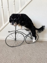 Metal Bicycle Vintage Style Wall Decor Farmhouse Black