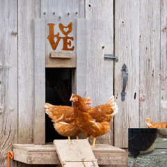 Rustic Chicken Coop Decor – Wall Hanging Art – Chicken Coop Signs – Farmhouse St