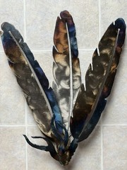 Metal Multiple Eagle Feathers – Wall Art