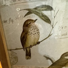 NWT Ashland Birds WARM HERITAGE Wall Decor SPRING PRINTEMPS 9.3 X 13.3