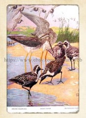 metal wall deco 1971 Lynn Bogue Hunt game-birds art Golden Plover metal tin sign