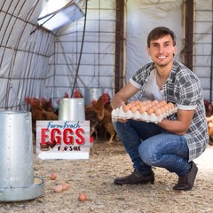 Farm Fresh Eggs Sale Sign 16×12 Waterproof Corrugated Plastic Yard Signs