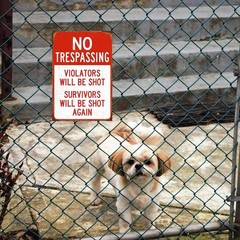 Tin Metal Sign No Trespassing Warning Yard Violators will be shot 8×12