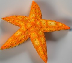 Orange Starfish Wall Plaque Glitter Coastal Beach Hanger House Decor Approx 9″