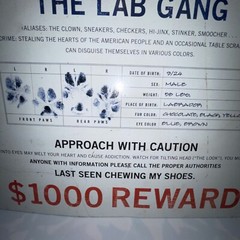Metal 12.5X16″ Humor Sign: AMERICAS MOST WANTED LAB – LAST SEEN CHEWING SHOES