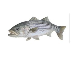 Striped Bass Replica Wall Art 32”, Flat Metal Fish Decor of Striped Bass Fish