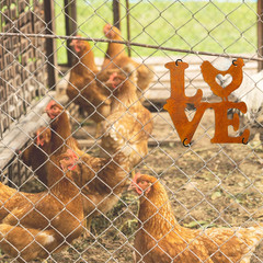 Rustic Chicken Coop Decor – Wall Hanging Art – Chicken Coop Signs – Farmhouse St