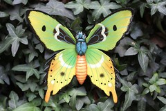 BUTTERFLY, Home Accents, Garden Decor, Collectibles, Christmas Gifts, BTR -3